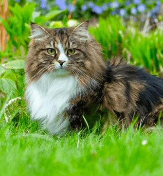 avatar testimonial - Moto taxi Parisiens