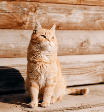 avatar testimonial - Moto taxi Parisiens